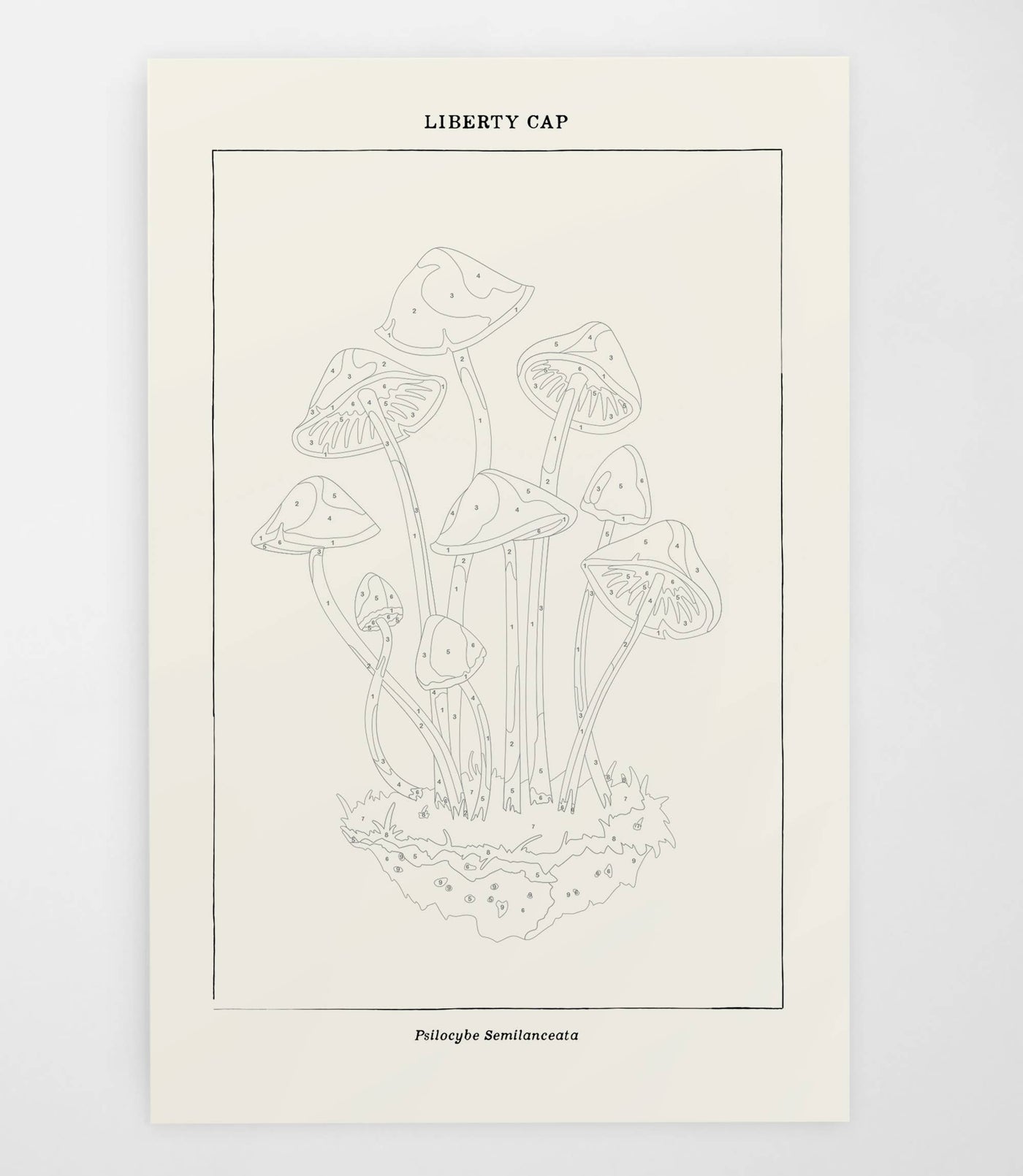 Mushroom Botanical | Modern Paint By Numbers Kit