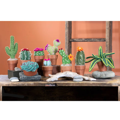 Small Snake Plant Cactus