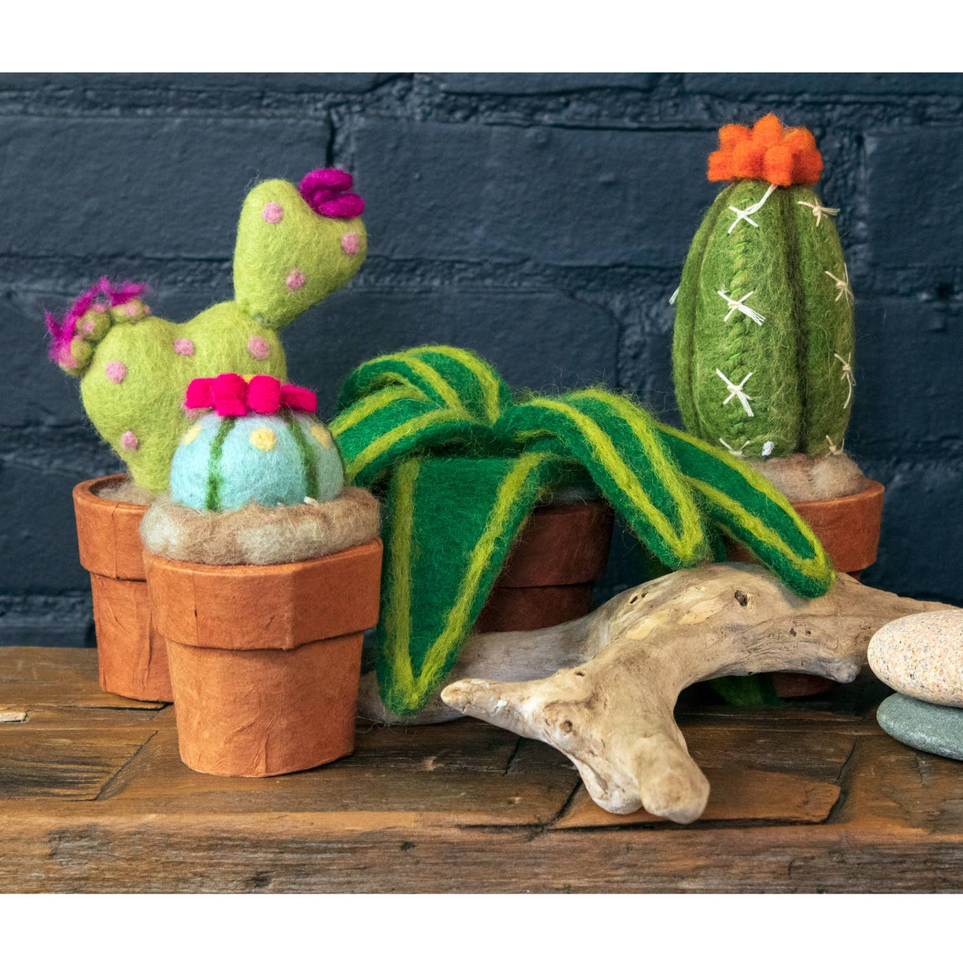 Small Snake Plant Cactus