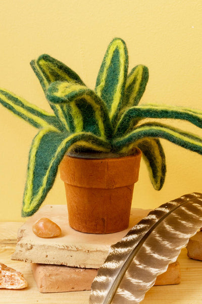 Small Snake Plant Cactus
