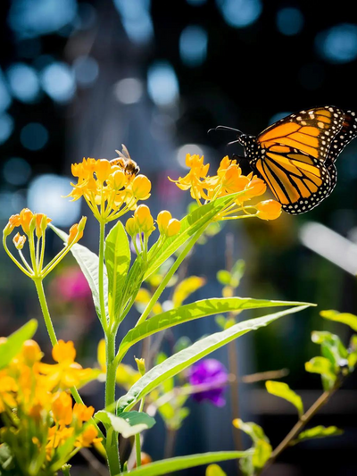 Pollinator's Delight Flower Seed Grow Kit