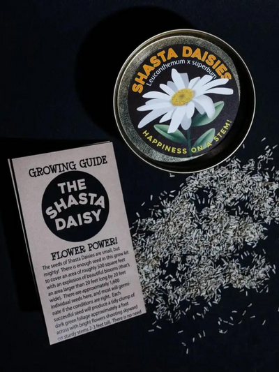 Shasta Daisy Flower Seed Grow Kit