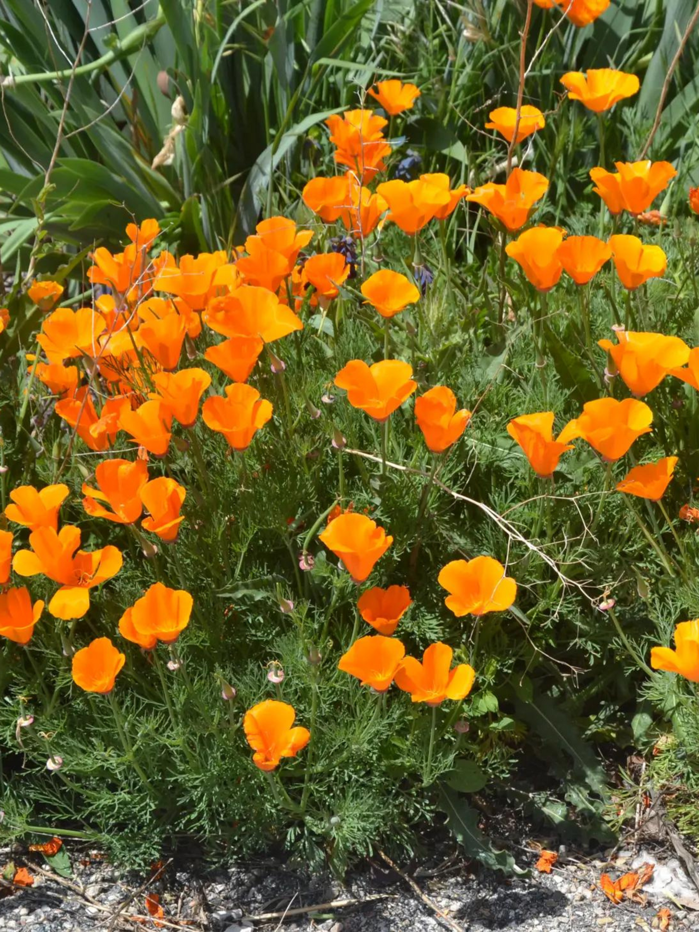 California Poppy Seed Grow Kit