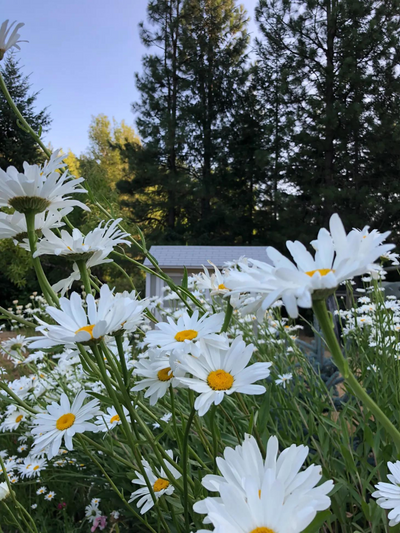 Shasta Daisy Flower Seed Grow Kit