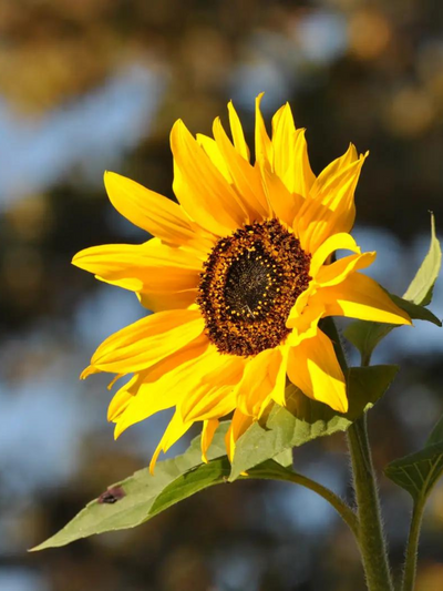 Sunflower Seed Grow Kit