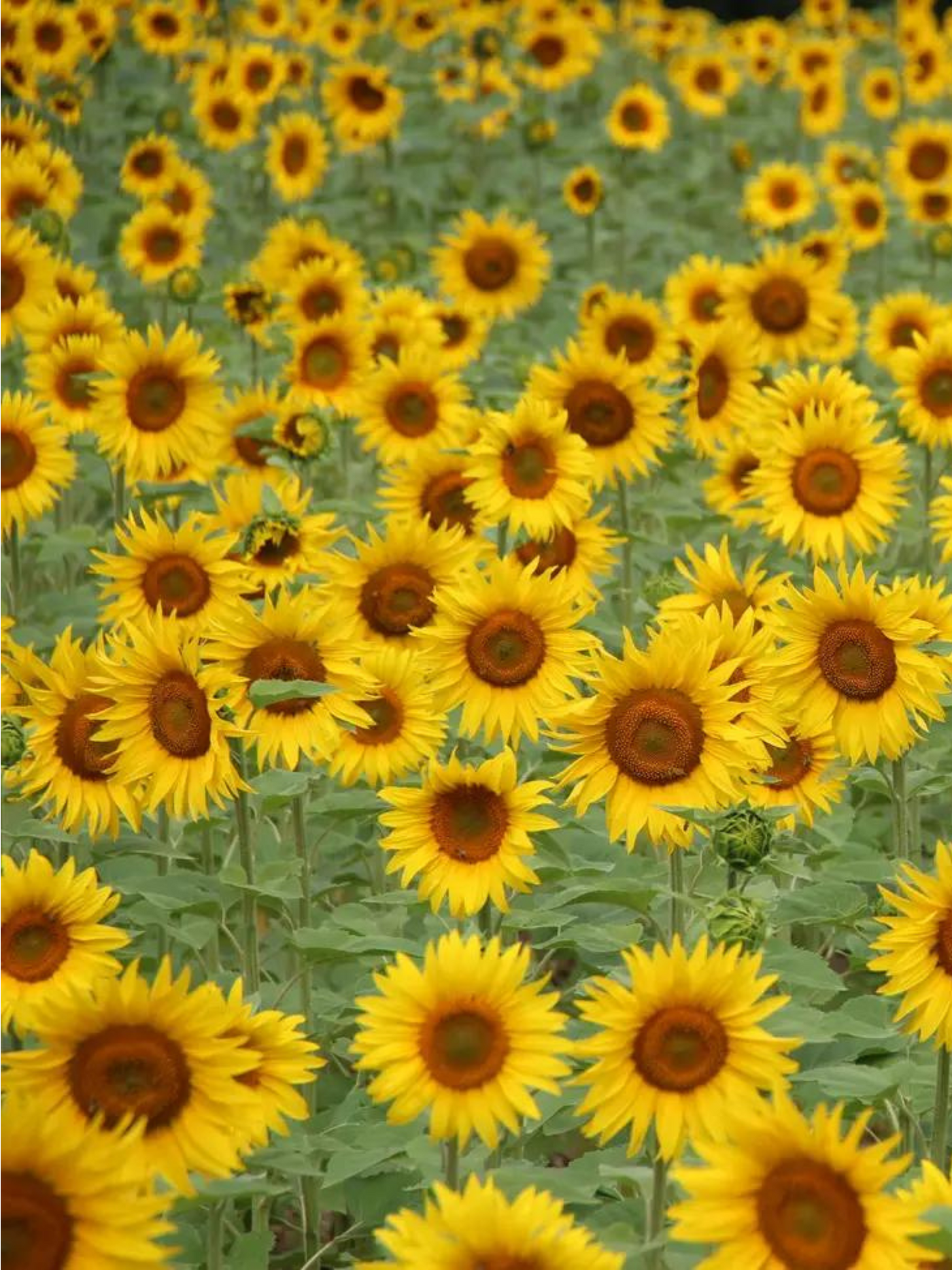 Sunflower Seed Grow Kit