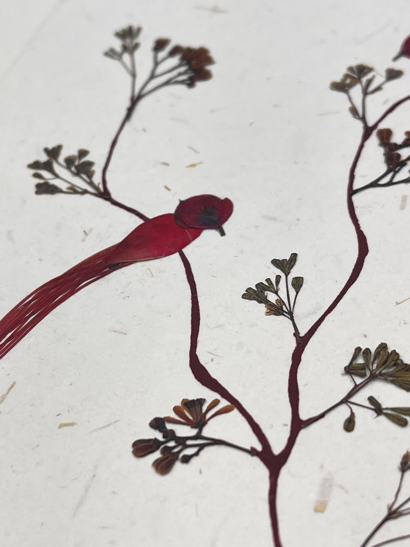 pressed flower card 